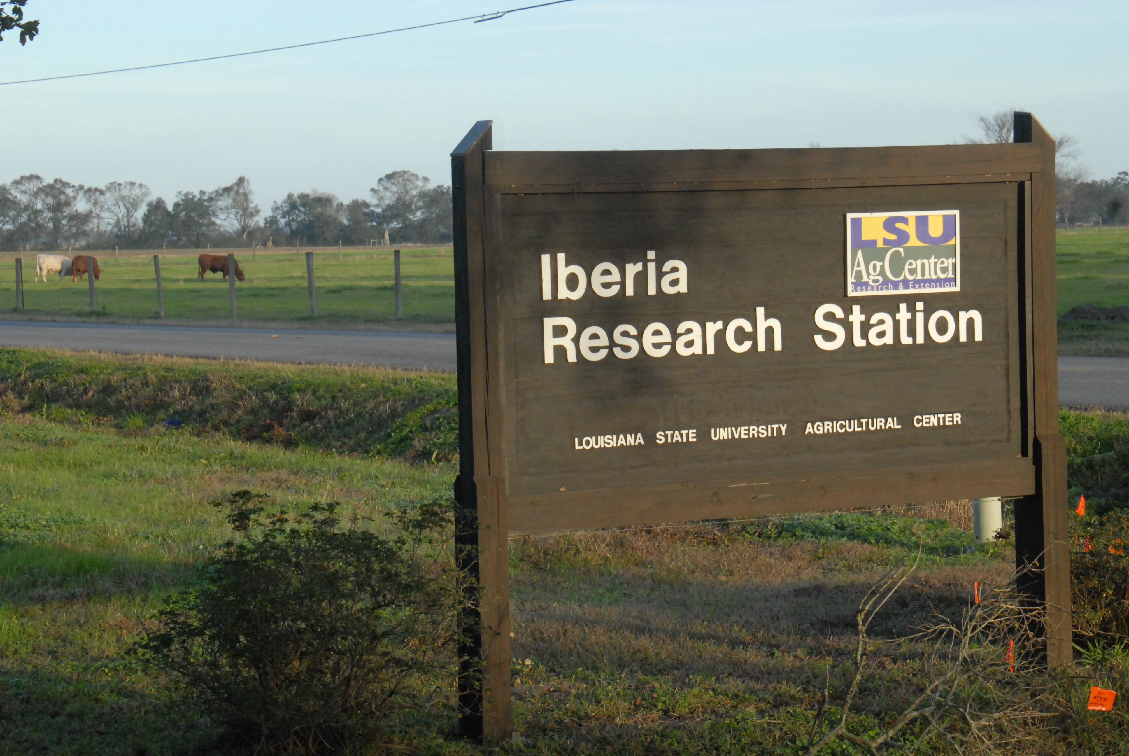 LSU AgCenter restructuring Iberia Research Station 